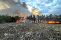 Лесные пожары в четырех областях Украины: в ГСЧС рассказали о ситуации